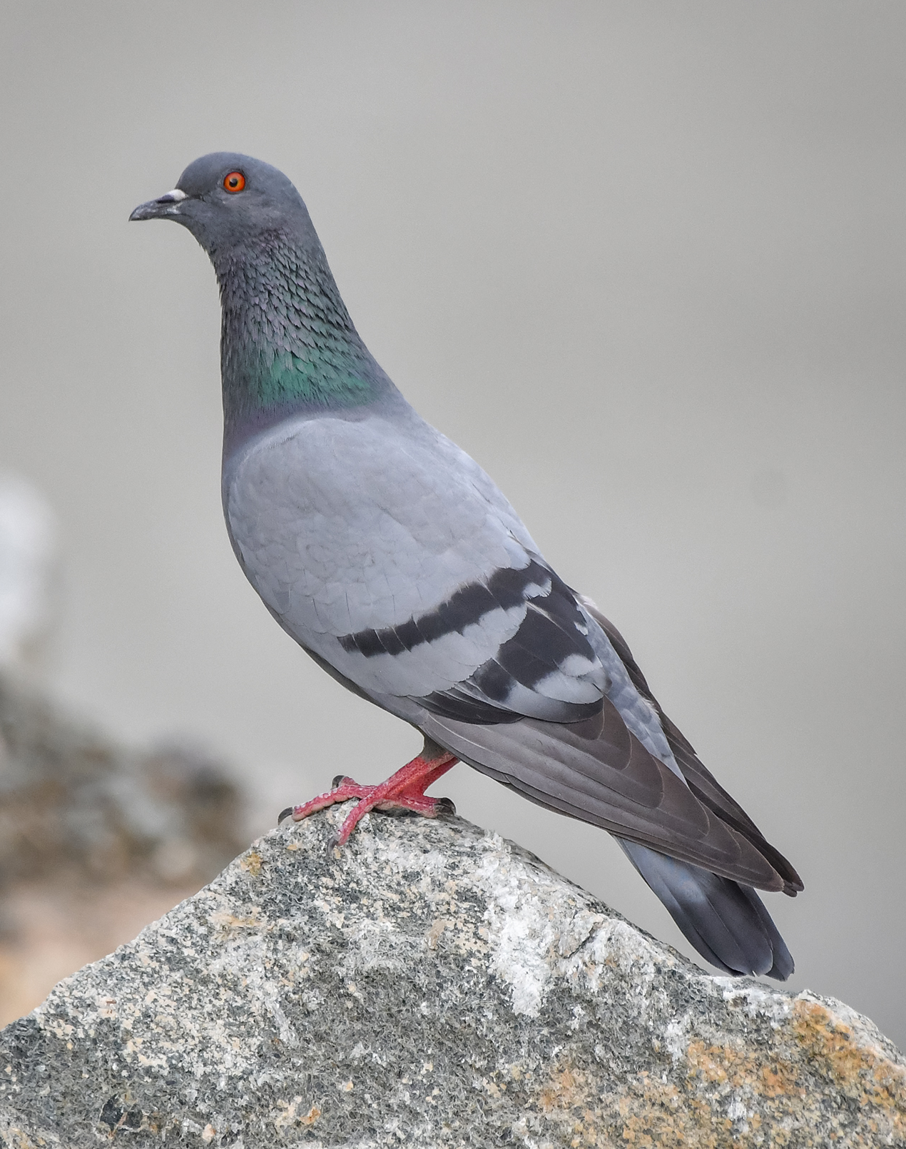 Common Pigeon (Rock Dove)