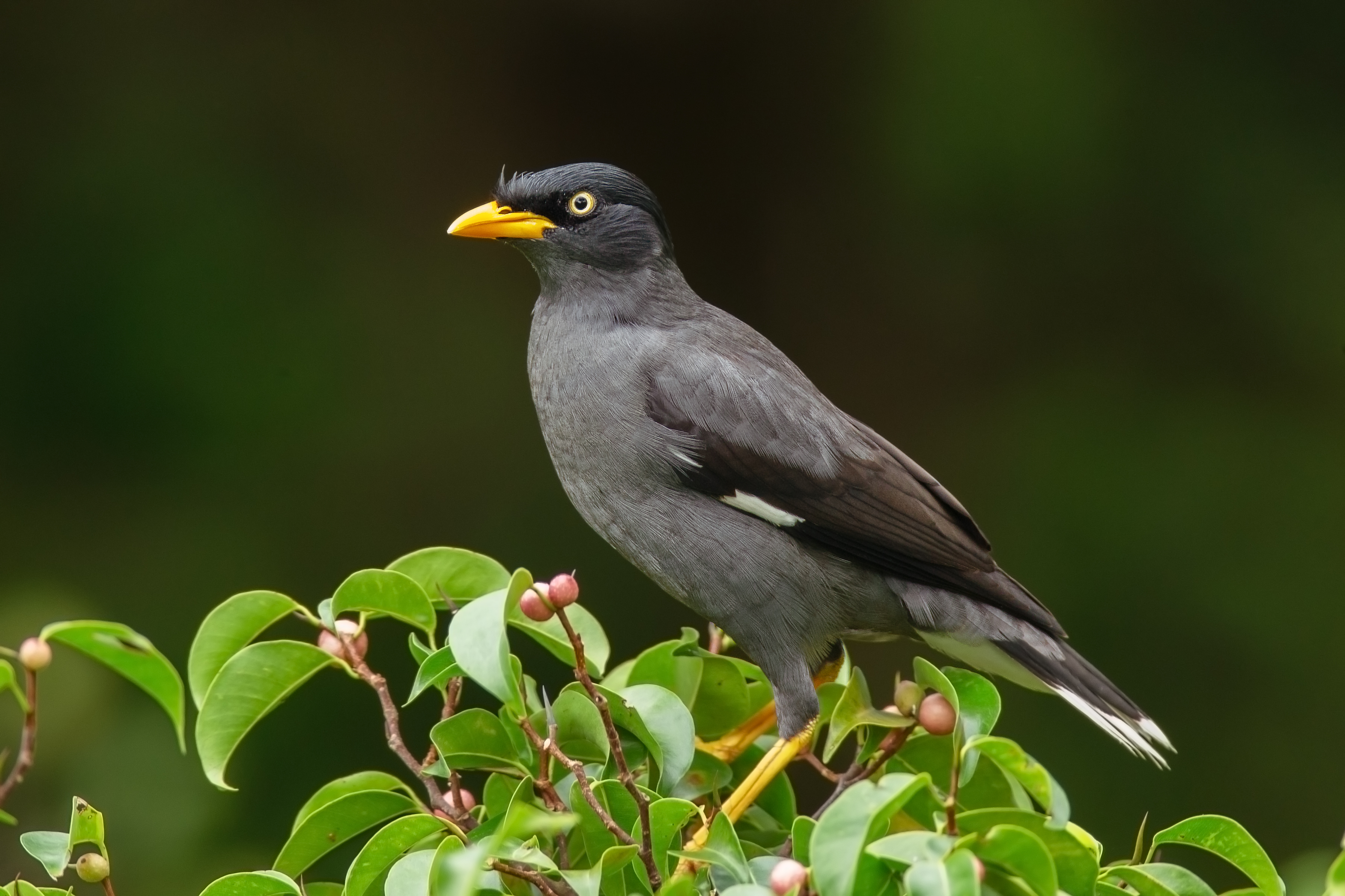 Javan Myna bird