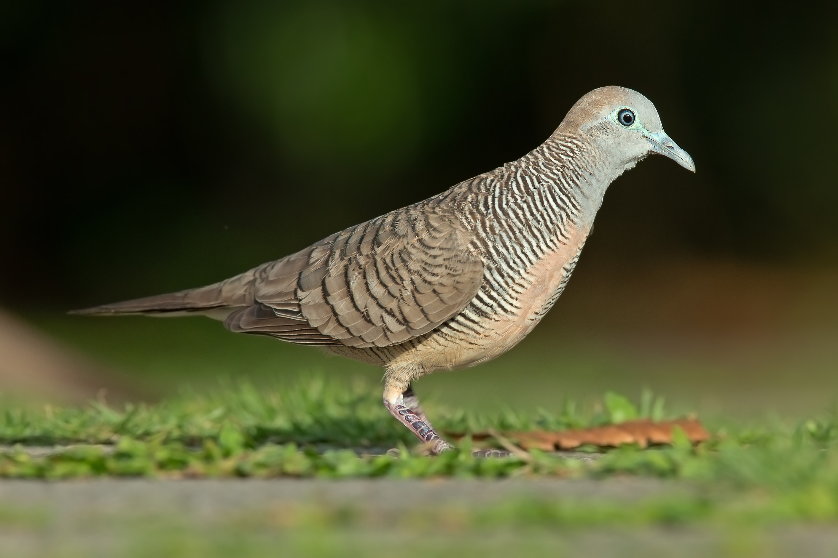 Zebra Dove bird